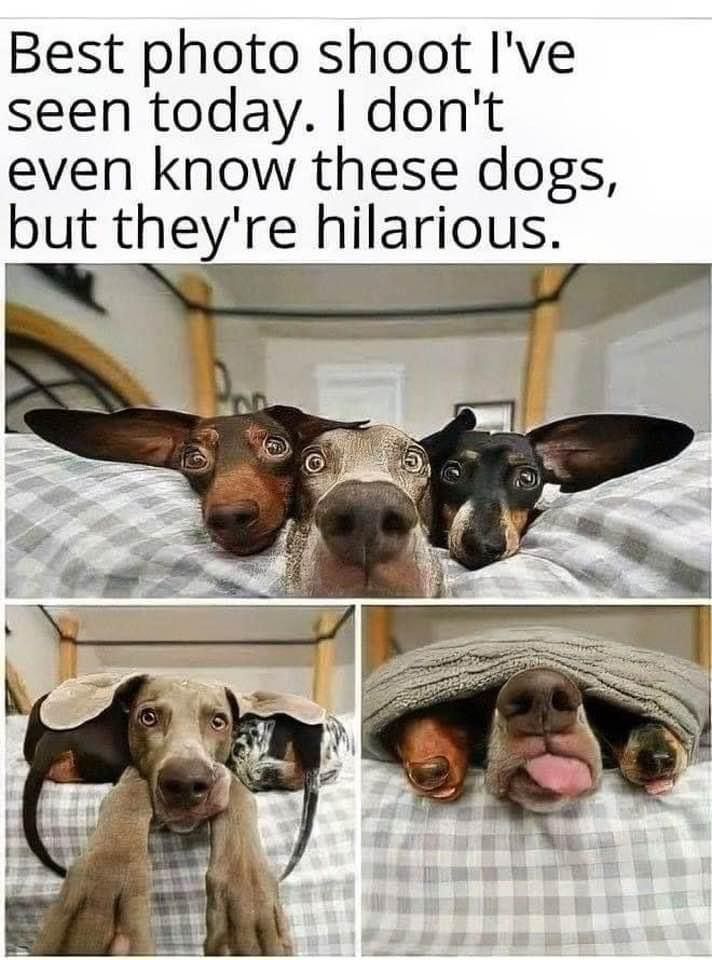 The Dalbo Dog (@dalbodog) on Twitter photo 