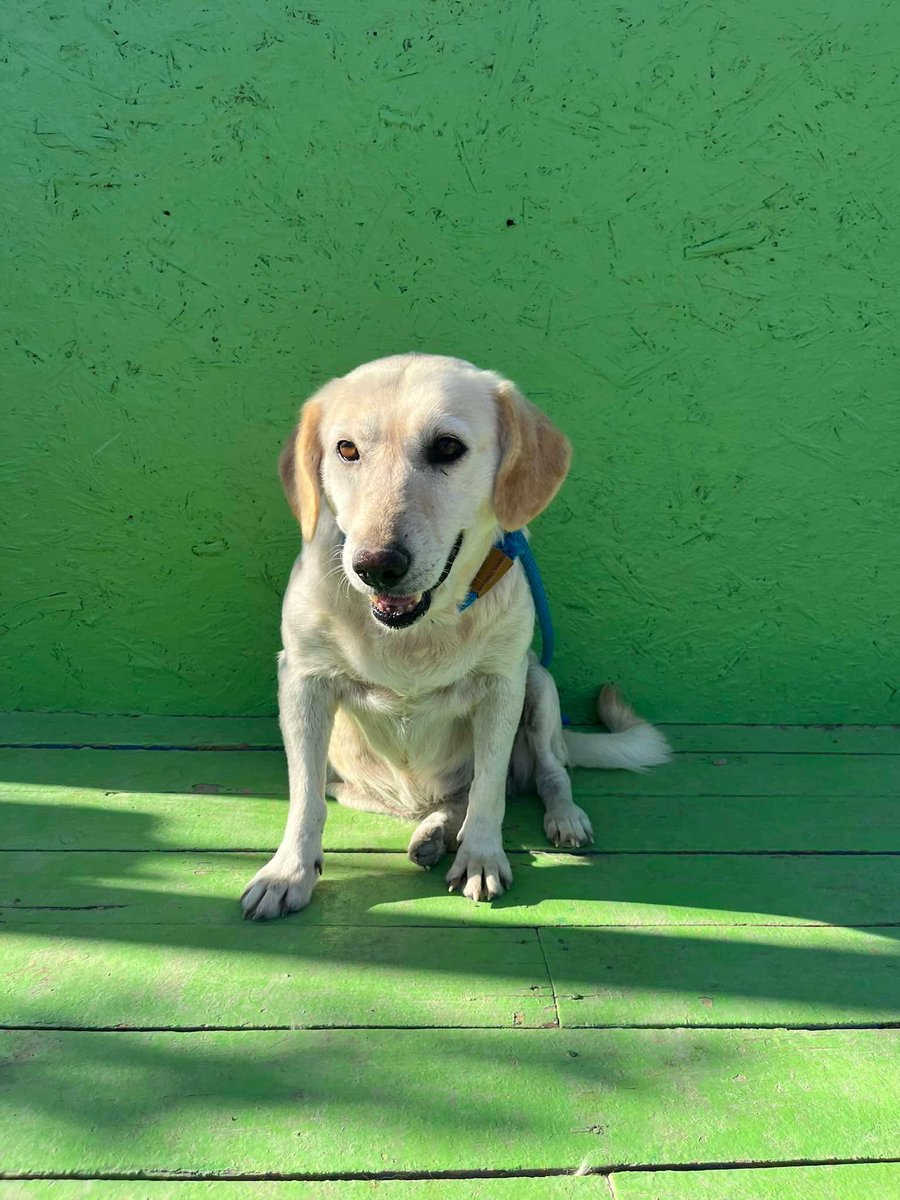 hepadyuva's tweet photo. ELLİE
LABRADOR MİX
DİŞİ
BURSA

0533 476 76 52
10/18 arası arayınız 

Ellie, oldukça sakin iyi huylu bir dost. İnsanları ve köpek dostlarını çok seviyor.
Hayatının geri kalanını mutlu geçireceği yuvasını arıyor. 🐾

5-6 yaş 21kg Chipli ve kısır 

Ömürlük yuvasını arıyor 🏡 https://t.co/AdZnFD9YCp