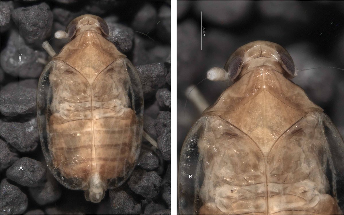 The Canary Islands hold the highest number of subterranean planthoppers of any region worldwide, with now 17 documented species of cave-adapted planthoppers, including three new to science described here: doi.org/10.3897/subtbi…