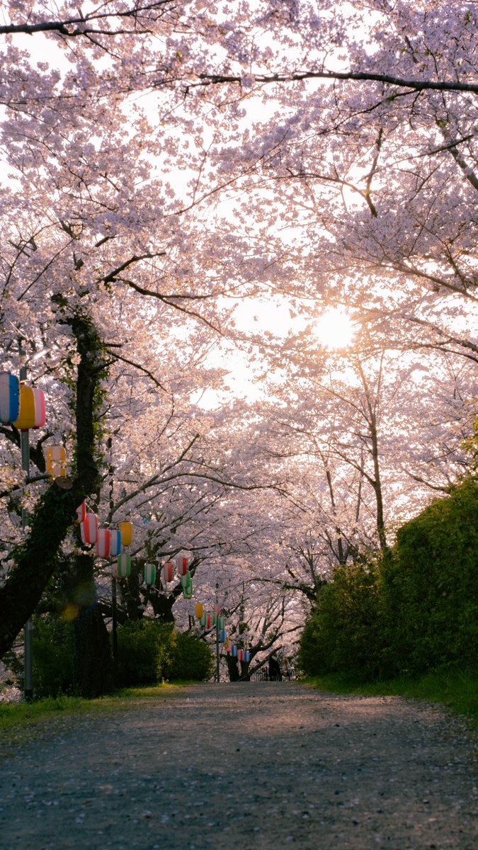 koki0121_mc's tweet photo. 今日は直方リバーサイドパークと宮地嶽神社（飯塚）へ🚗

直方では、約15万球の色鮮やかにチューリップが咲き、桜も満開でした🌸
宮地嶽神社の桜はこれでもかというほどギュッと詰め込まれて圧巻...！

春を満喫してきました📷

#福岡 #筑豊 https://t.co/NSmcA5Scve