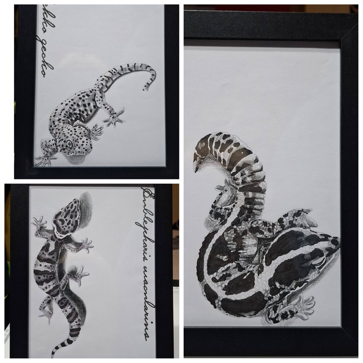MI97808725's tweet image. #トッケイヤモリ　#ニシアフリカトカゲモドキ　#レオパードゲッコー　#色鉛筆画　#爬虫類のいる生活　#オーダー受付中