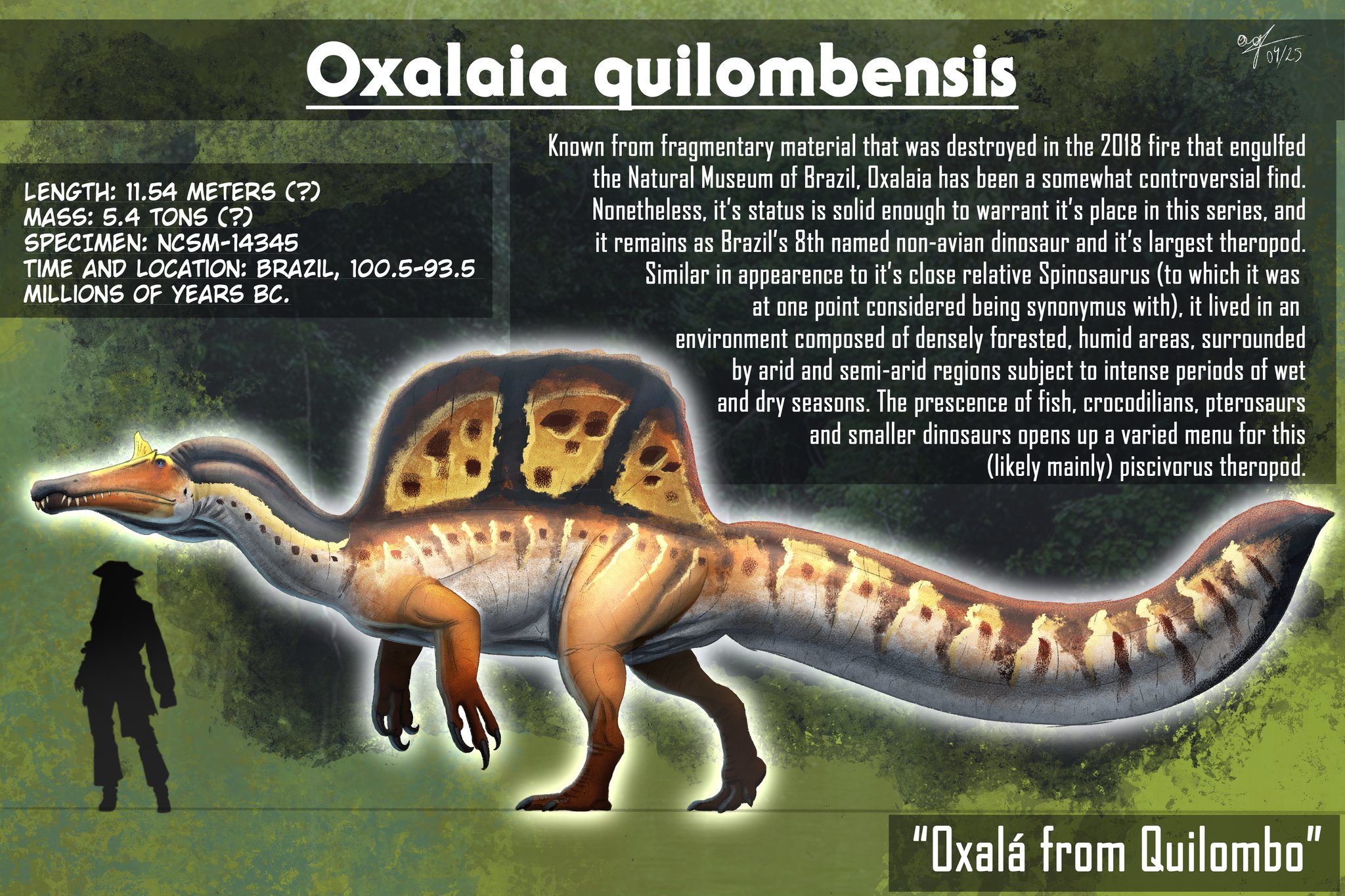 Oxalaia Vs. Spinosaurus Spinosaurus Oxalaia Giganotosaurus Suchomimus