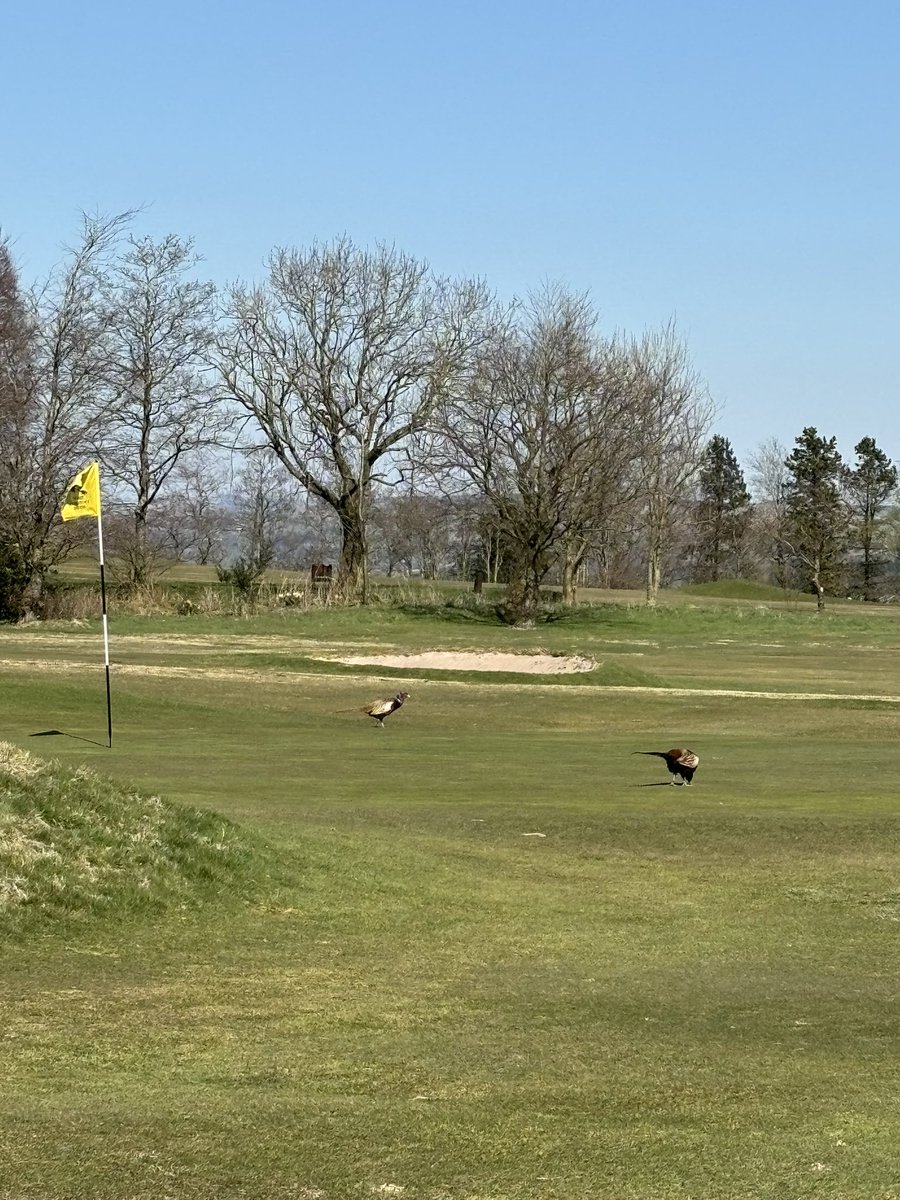 Started straightening and realigning the tee beds yesterday. Ian and Harrison have been blaming them for missing the fairways.