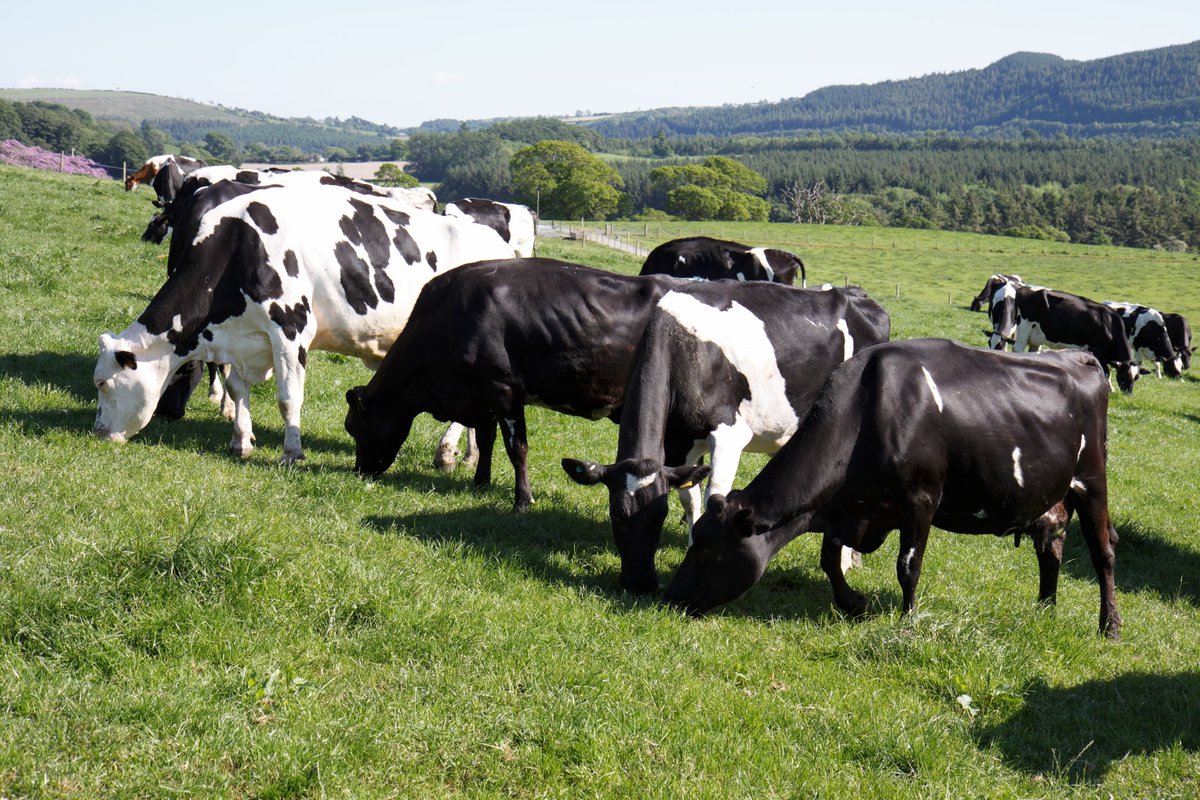 Aberystwyth University (@aberuni) on Twitter photo Our scientists <a href="/ibers_aber/">IBERS - Aber</a> are trialling innovative strategies to significantly reduce high levels of greenhouse gas emissions in the dairy industry as part of a major new research project.
tinyl.co/3CAO Our scientists <a href="/ibers_aber/">IBERS - Aber</a> are trialling innovative strategies to significantly reduce high levels of greenhouse gas emissions in the dairy industry as part of a major new research project.
tinyl.co/3CAO