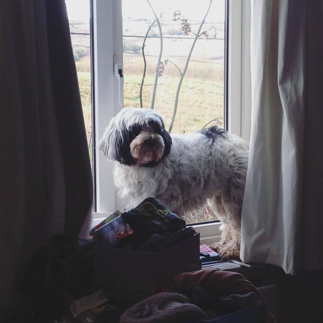 boturitter's tweet image. Professional window gazer.  #dogsofinstagram #windowdog #goodboy