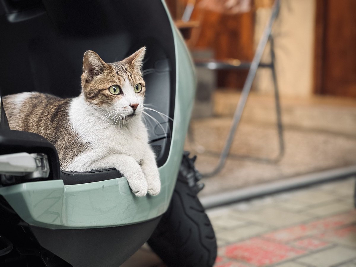 今天有好好的揮霍一下時間☕️📚🍮🐈
