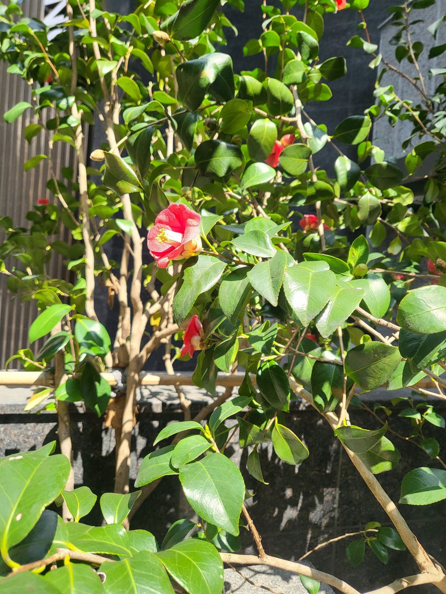 봄봄봄~
봄이 왔네요~♡