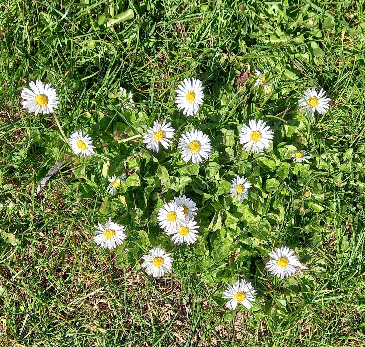 SaraTurle's tweet image. Sending warm sunshine filled hugs to all who joined #SpacesForListening this morning. A special space to be @brigidrussell51 and in everyone&apos;s precious company. ❤