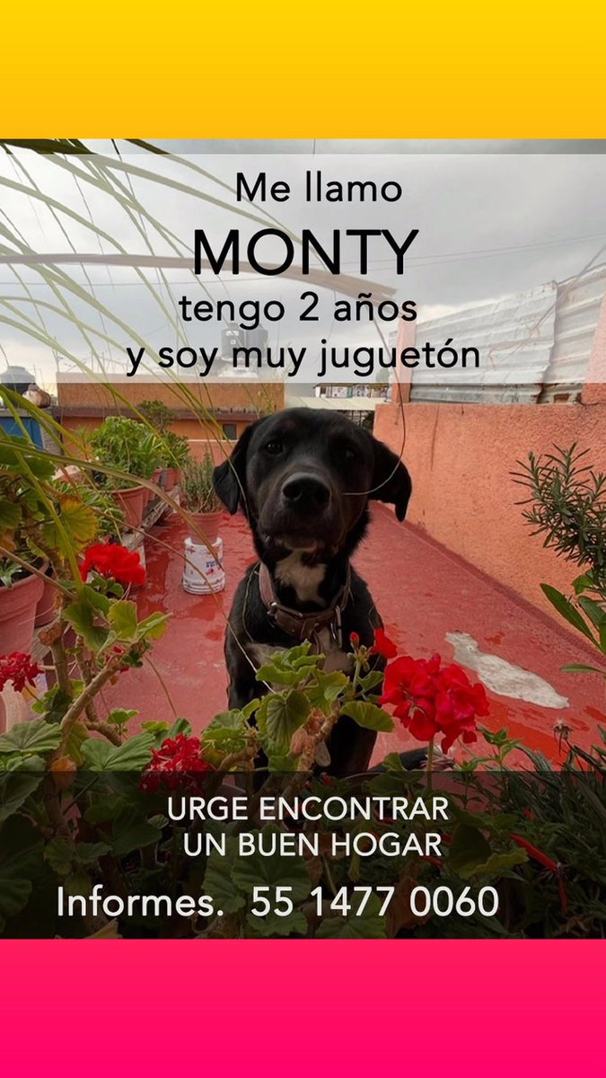 #difusion 🆘 Amigos nos piden apoyo para Monty tiene 2 años y es muy juguetón, comentan que quieren deshacerse de él, se la pasa amarrado. 
Urge buscarle un hogar 
#rt  #lomitos #perroenadopcion #ayuda #sos #mascotas 
#pnamexico #adopcionresponsable