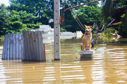 MSV_FireRescue's tweet image. If directed to evacuate due to a flood, do not leave pets behind. Take them with you to a pre-planned safe location. Learn more actions to take at bit.ly/3FeUcQJ