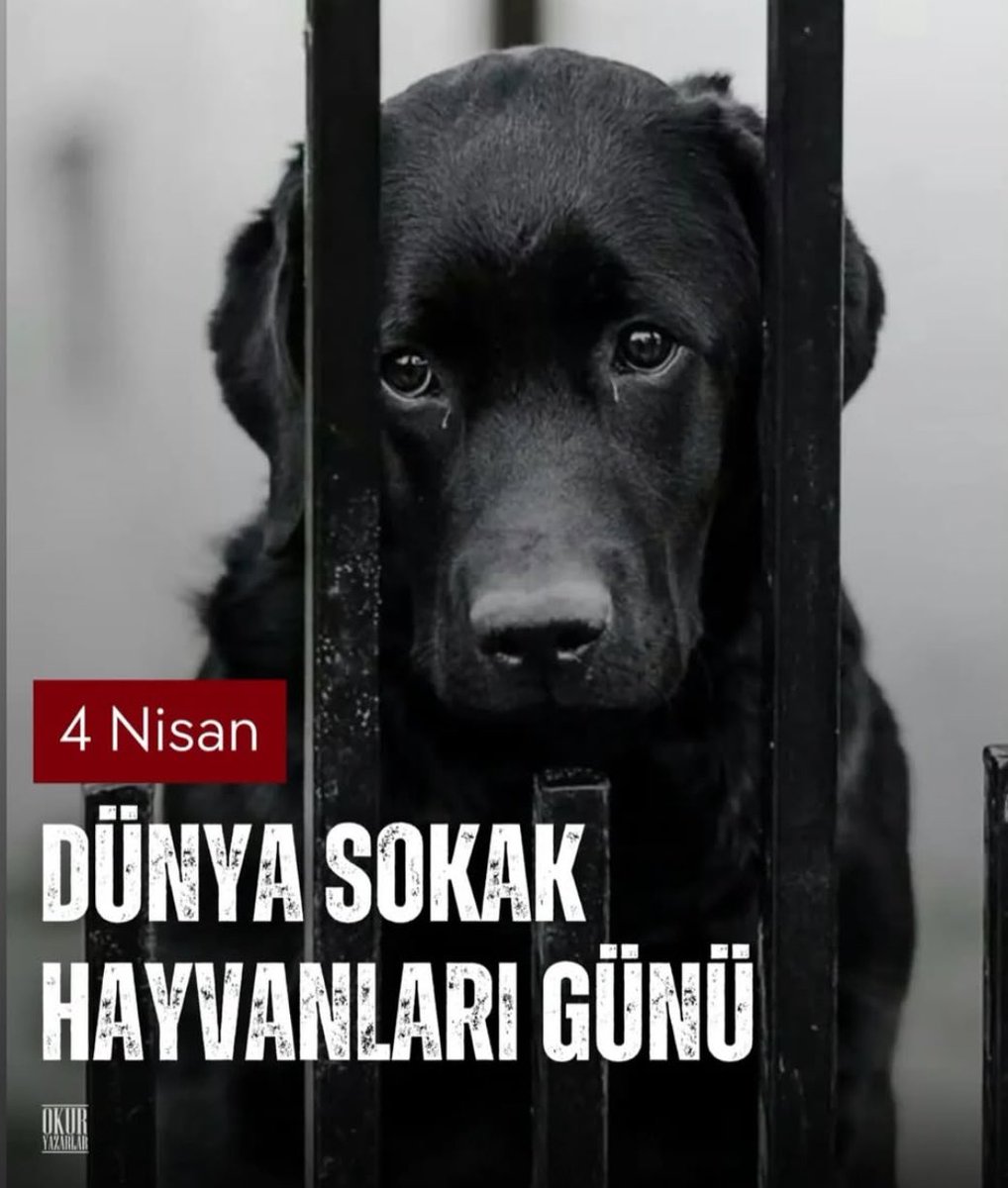 Fazıl Say tweet media