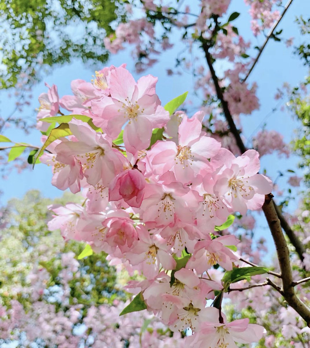 一只幸运猫🐱 (@hanmiemiel15604) on Twitter photo 