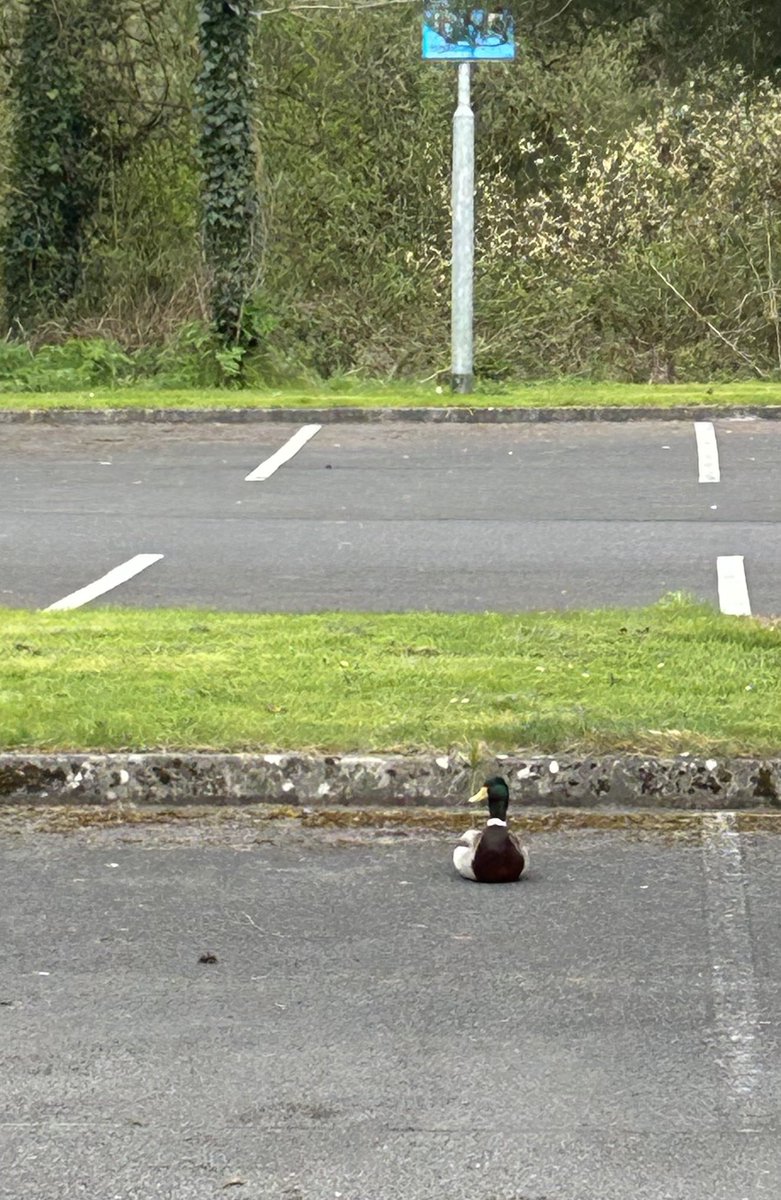 This duck is not displaying a parking permit!
