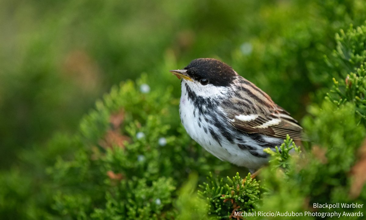 The Audubon Bird Guide app is a free and complete field guide to over 800 species of North American birds, right in your pocket. Be ready for spring migration and download it today: bit.ly/3FNjG7N