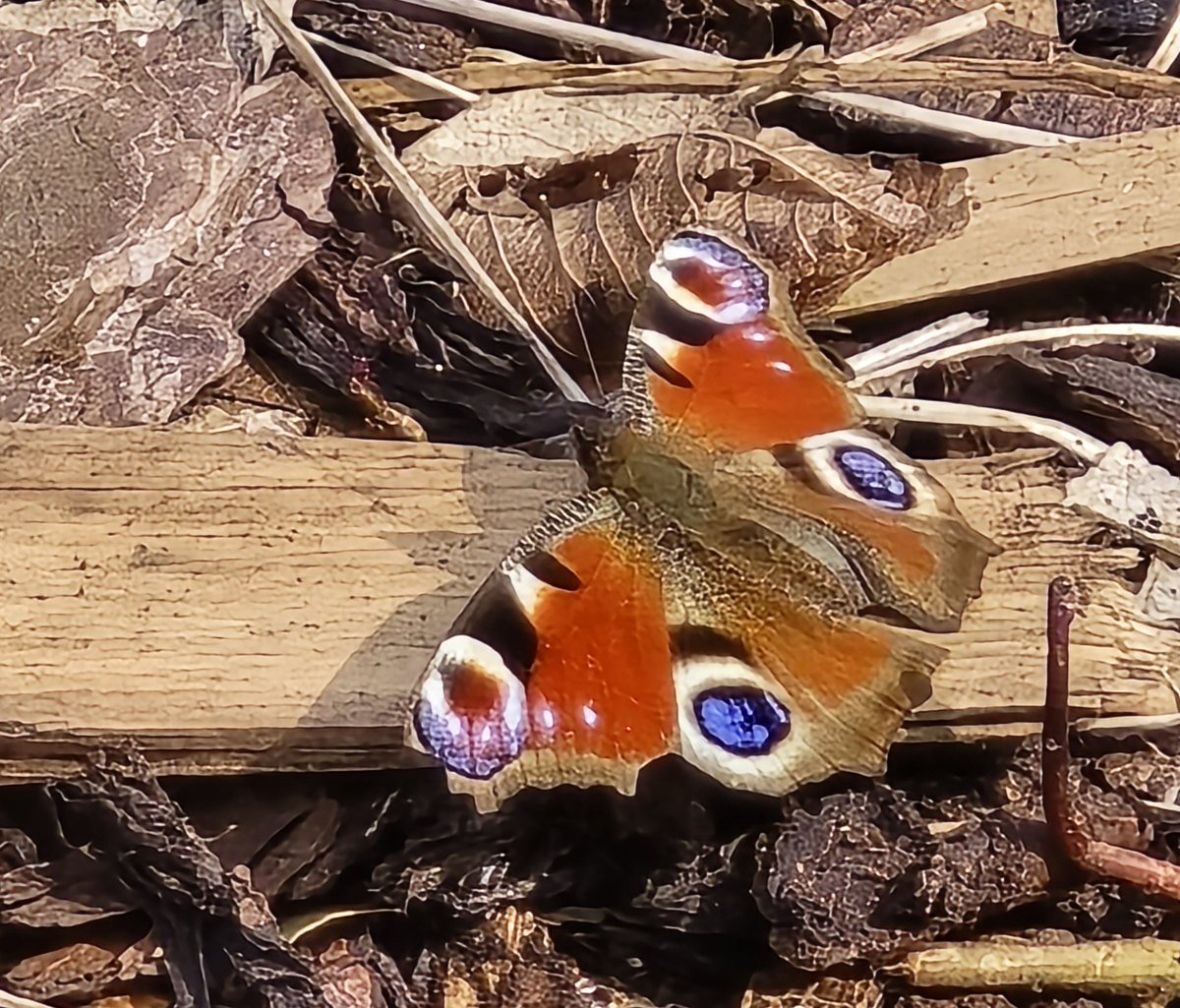 Beautiful vibrant colours. Peacock butterfly today.