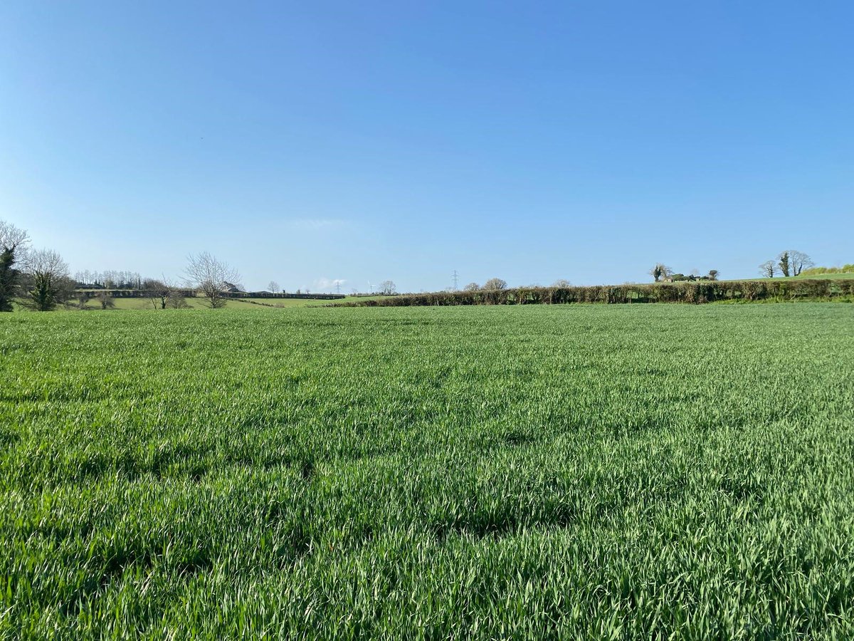 Winter Mascani Oats, planted on 7th October 2024, looking fantastic in this glorious spring April 2025 weather! It's even better that these oats in this field are grown within 2 miles of our Mill, in Tandragee! :) <a href="/WhitesOats/">White's Oats</a>