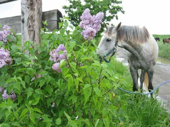 horse smelling lilac bush admiring lovely flowers spring beauty sweet fragrance