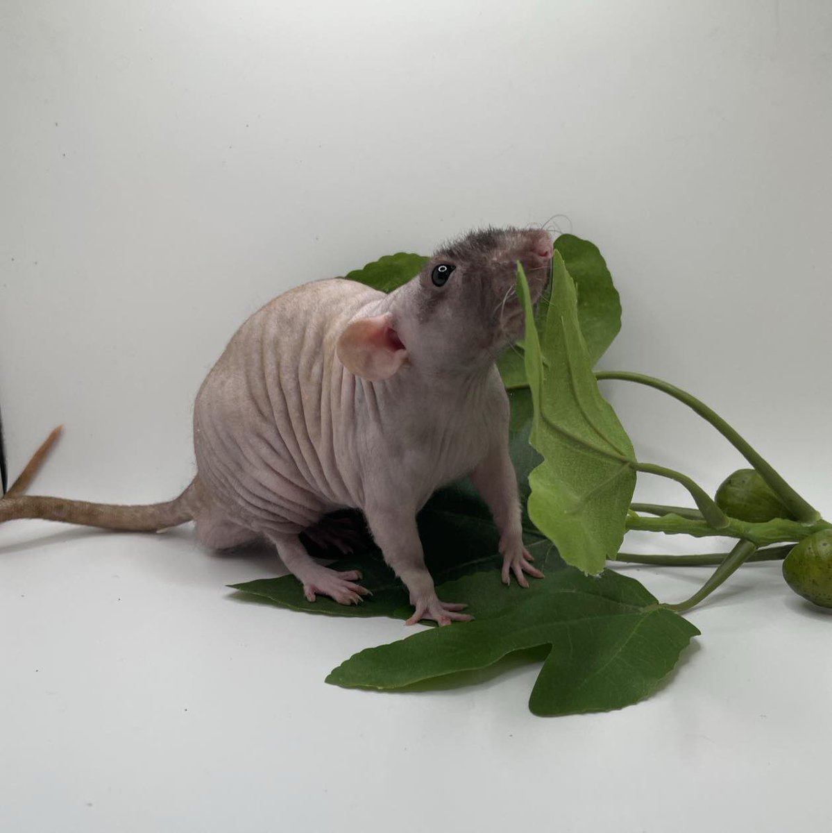 ORSmallAnimals's tweet photo. Focusing on these intelligent, affectionate, and often 
misunderstood animals.
Despite their sometimes bad reputation, rats are 
incredibly clean, social , and full of personality.
Anyone who has had the joy of sharing their life with 
these amazing beings knows just how special they are.
Whether it’s the way they greet you at the door , their 
curious and playful antics, their drama, or the way they
will crawl up a sleeve and nap in your clothes !

Rats are highly intelligent and thrive when given 
opportunities to engage in natural behaviors like 
foraging, climbing and problem-solving. They form 
deep bonds with both their human guardians and their 
rat companions, showing empathy, trust and even a 
sense of humor.
Some things you may not know about rats:
•Rats can bond closely with humans 
•They laugh when tickled
•They enjoy music
•They are clean and groom themselves often
•They mourn their friends when they pass, and exhibit 
great empathy to their guardians when they are sad
•Rats love to problem solve and work puzzles
•Rats can find tiny bits of food in their enclosure

You know rats are for you if:
•You have time to play with your rats every day
•You have space for a Critter Nation
•You have a Rat savvy vet and a vet fund
•You are willing to make a commitment for 2-3 years 
and keep them for their life even when they’re old and 
need extra care
•You enjoy interacting with smart animals, and like 
when your pet shows affection and are attached to 
you.

For more information check out our in depth care guide
and reach out with any questions

https://t.co/QzTJmsK4O5
guide

#petrabbits #gerbils #animalrescue 
#smallanimalrescue #petrats #smallanimals 
#pethamster #oregon #petmice #propercare #animals 
#Oregon #small #oregonsmallanimalresources