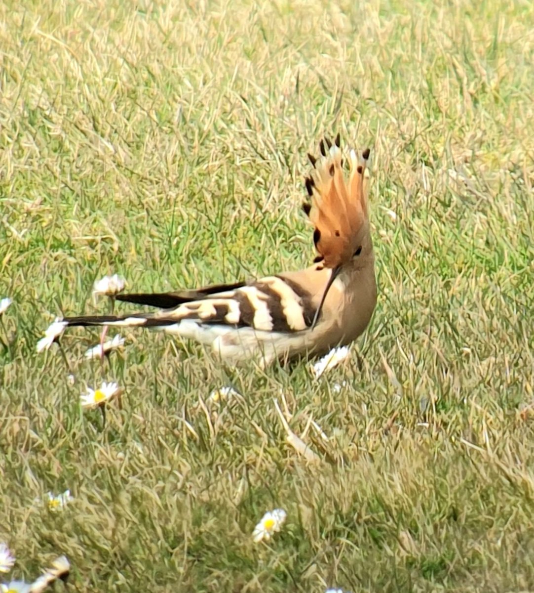 Cornish Saga birding