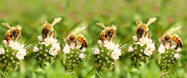 Next stop... Honeycomb Heights! 🐝 Utrecht has transformed ordinary bus shelters into wildflower havens for bees, creating insect highways across the city. Urban design that's creating serious conservation buzz!
#FridayFunFact #SaveTheBees #SmartCities