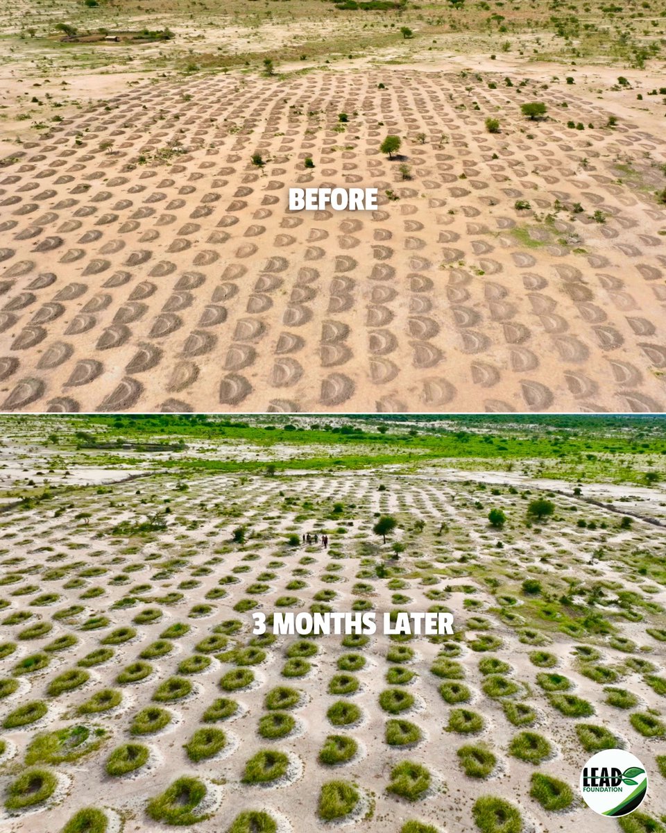 From barren to blooming, the Earth smiles wide! Happy to see that our #EarthSmiles have started to bring back vegetation in the dry lands of our project areas

They work magic beneath the surface—capturing rainwater, slowing erosion, &amp; restoring the rich soil that sustains life