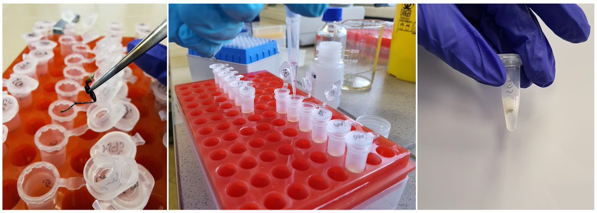 DinDRY Croatian Science Fundation project tweet media