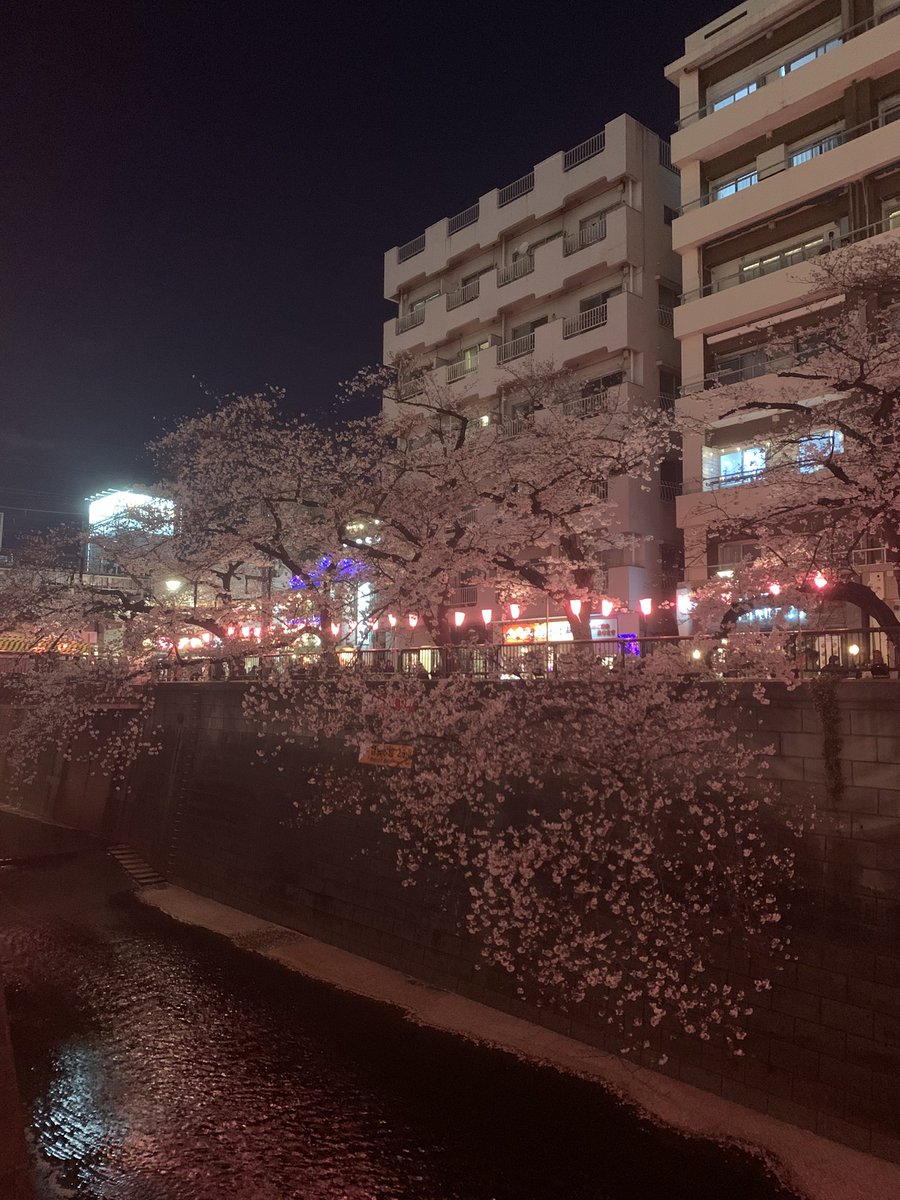 MaSakun0709's tweet photo. 中目黒駅前の川に垂れる桜🌸
7分咲という感じでしょうか☺️
＃中目黒さくらマップ ＃桜情報 https://t.co/2lfd4MRBJo