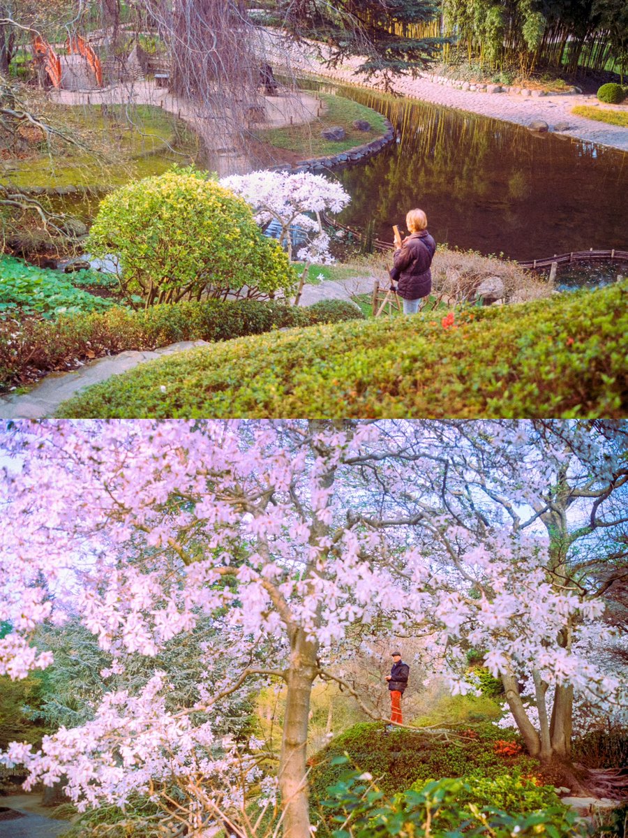 J’ai fait une nouvelle série argentique au jardin Albert Kahn de Boulogne-Billancourt 🎞️🌸