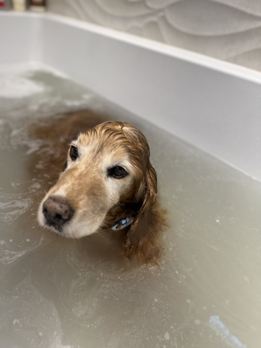 SpanielsSuper's tweet photo. Well!
It decides which of us you ask?
Ronnie &Bat love #Baffs warm soapy water to lie & relax in, conditioning massage, snuggles in a lovely warm towel #JustFabulous #WeLuvBaffs
Isky however! #MumTriedToDrownMe #IskyHatesBaffs
Give it another try before you decide
Two out of three love them here ♥️♥️