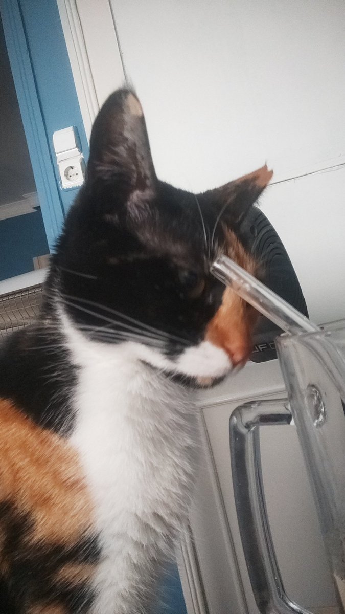 Kedimin overthink saati geldi