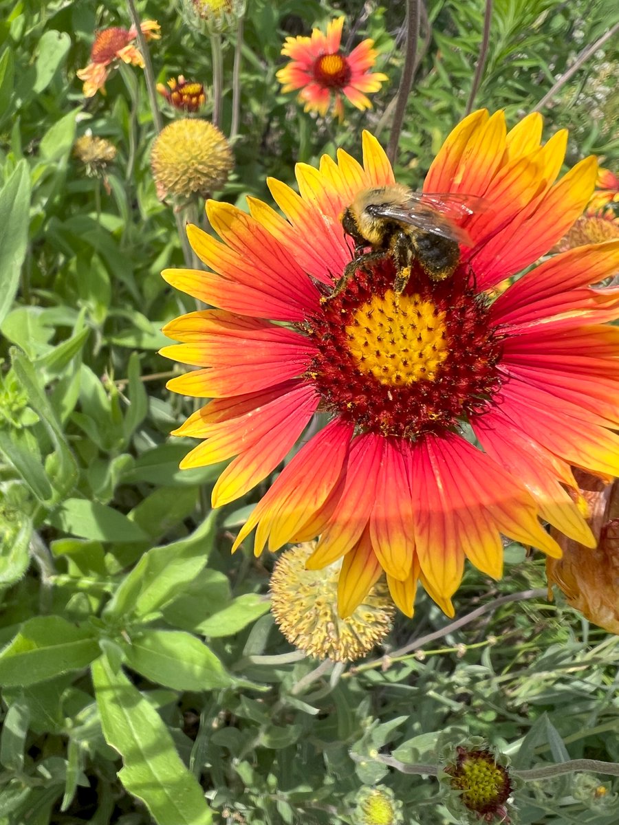 Let the flowers grow!
golfcourseindustry.com/article/adding…