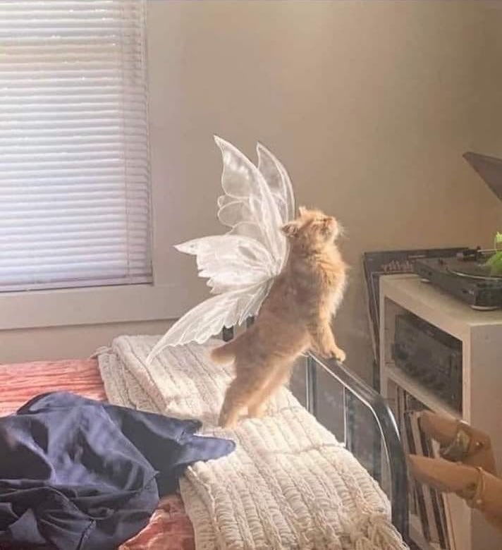 ✨ ethereal kitty ✨