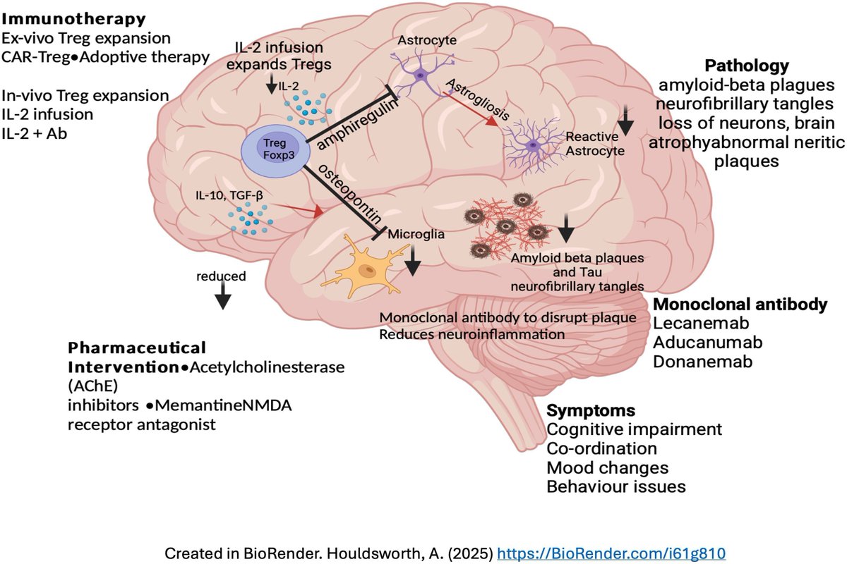 @BrainComms (@braincomms) on Twitter photo Abbott et al. review the role of neuroinflammation in Alzheimer's disease. Immunotherapy targeting regulatory T cells show promise in slowing Alzheimer's progression by reducing neuroinflammation. Please read at: buff.ly/I4wDq32 @Annwyne Dr <a href="/UniofExeter/">University of Exeter</a> Abbott et al. review the role of neuroinflammation in Alzheimer's disease. Immunotherapy targeting regulatory T cells show promise in slowing Alzheimer's progression by reducing neuroinflammation. Please read at: buff.ly/I4wDq32 @Annwyne Dr <a href="/UniofExeter/">University of Exeter</a>