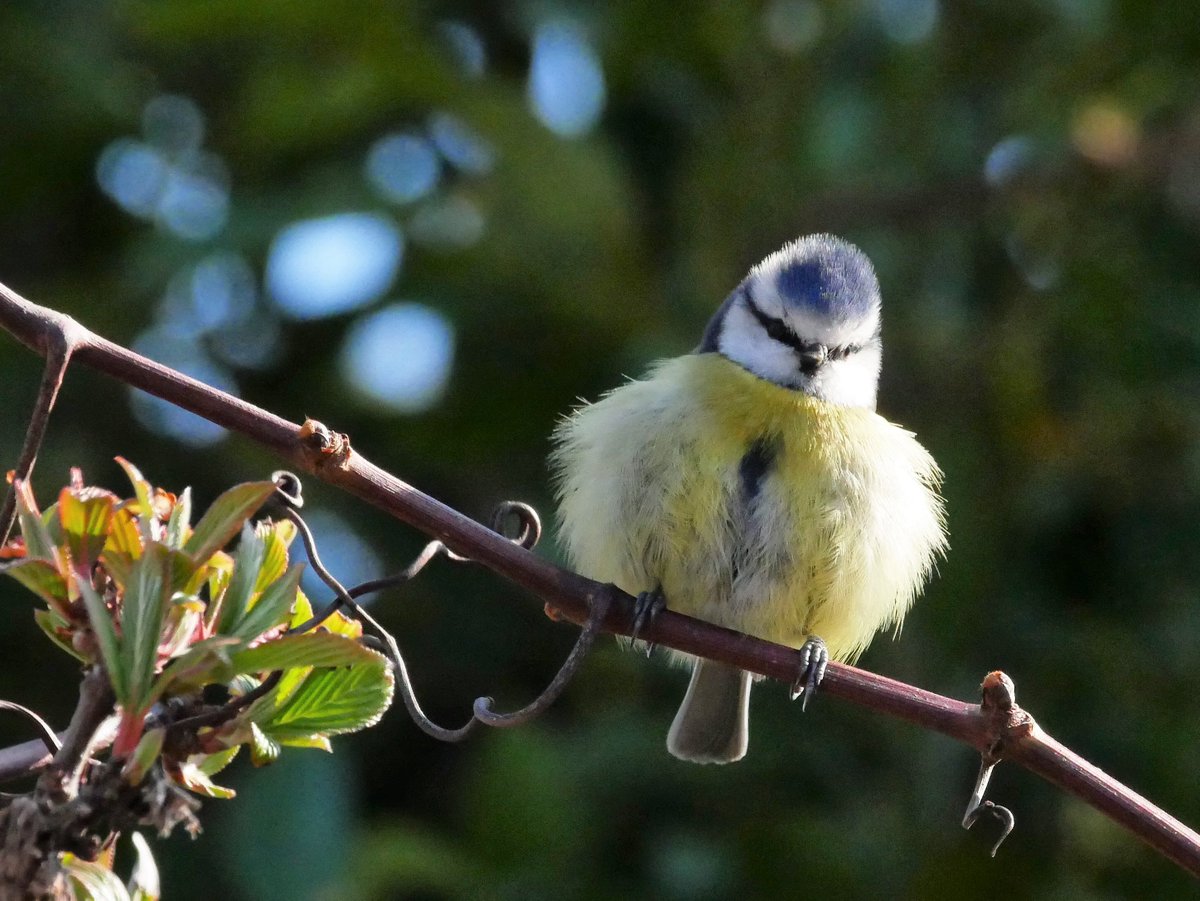 southdublinbirds (@birdwatchdublin) on Twitter photo Birdwatching Outing 6th April at 10am to Sonairte Eco-centre Laytown Meath, A92 D9XH. Meet at the car park. Admission âŹ3 More info at southdublinbirds.com/events/events.âŠ
Please share
<a href="/BirdsMatter_ie/">BirdsMatter_ie</a> <a href="/BirdWatchIE/">BirdWatch Ireland</a> <a href="/DttDes/">DALKEY TIDY TOWNS</a>
<a href="/dlrcc/">DĂșn Laoghaire-Rathdown County Council</a> <a href="/WicklowBranch/">BirdWatch Ireland Wicklow Branch</a> <a href="/BWIFingal/">BWI Fingal</a> Birdwatching Outing 6th April at 10am to Sonairte Eco-centre Laytown Meath, A92 D9XH. Meet at the car park. Admission âŹ3 More info at southdublinbirds.com/events/events.âŠ
Please share
<a href="/BirdsMatter_ie/">BirdsMatter_ie</a> <a href="/BirdWatchIE/">BirdWatch Ireland</a> <a href="/DttDes/">DALKEY TIDY TOWNS</a>
<a href="/dlrcc/">DĂșn Laoghaire-Rathdown County Council</a> <a href="/WicklowBranch/">BirdWatch Ireland Wicklow Branch</a> <a href="/BWIFingal/">BWI Fingal</a>