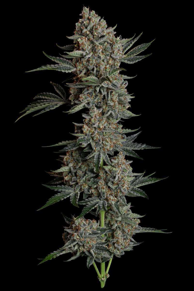 Want to grow the NEW 𝗚𝗘𝗟𝗔𝗧𝗢 41 𝗕𝗫 𝗔𝗨𝗧𝗢 for FREE? 😜

Here's your chance to win 🔟 𝗦𝗲𝗲𝗱𝘀.🌱

1️⃣ Follow <a href="/SeedsmanSeeds/">Seedsman</a>
2️⃣ Retweet this post
3️⃣ Tag a friend

The 2️⃣ winners will be randomly chosen and announced on the 25th April.