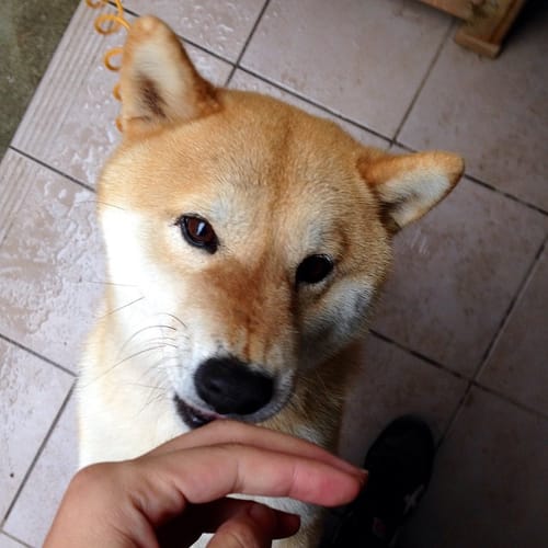 Shiba Every Hour (@shibaeveryhour) on Twitter photo 