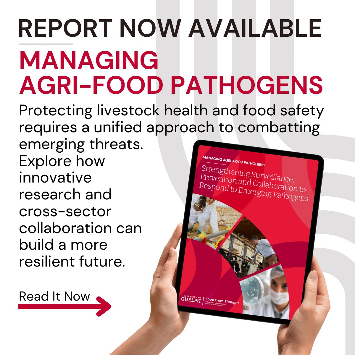 📢New collaborative briefing with <a href="/UofG_FfT/">Food from Thought</a>:

 “Managing Agri-Food Pathogens: Canadian Context &amp; Pressures”

Highlights include emergency preparedness by commodity groups, industry-relevant research &amp; next steps for the industry sector

Read it here!
foodfromthought.ca/wp-content/upl…