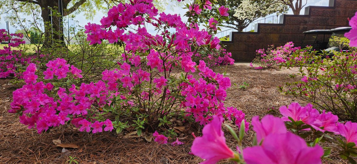 uscupstatetrain's tweet photo. The Library's loss is the Administration Building's gain.  Take a look at these azaleas that were moved over when the new construction began for the Library addition @USCUpstate.  Beautiful!! https://t.co/dIzLQIrPxf