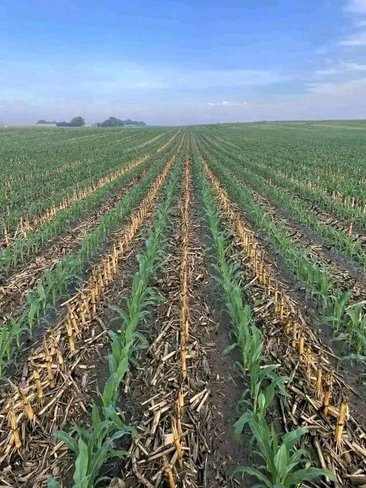 Right Cohen tweet media