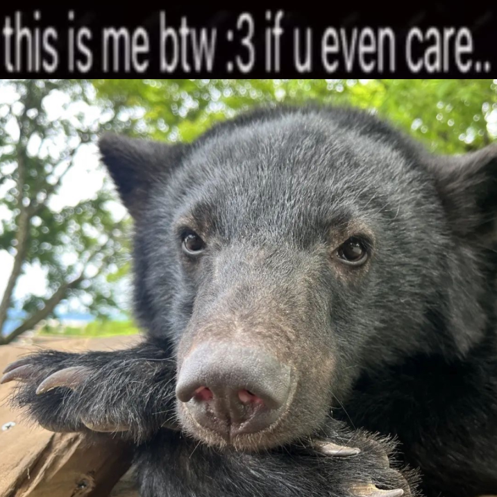 BearyDales (@bearydales) on Twitter photo 