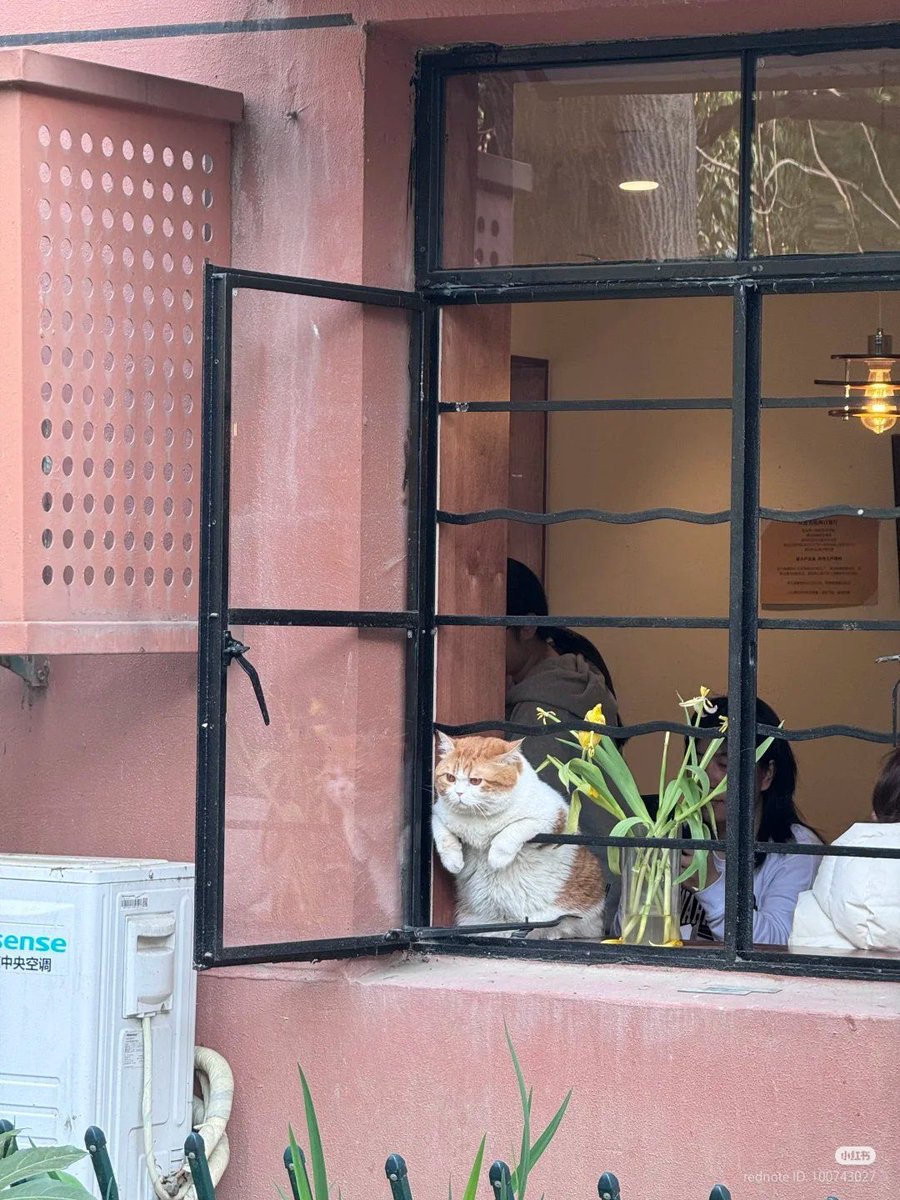 Why you should have a cat (@shouldhavecat) on Twitter photo 