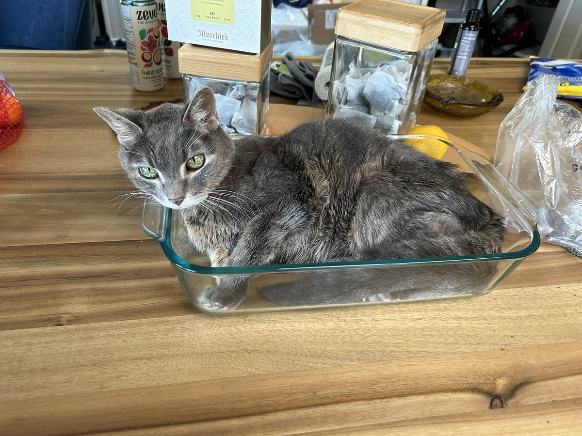 Miss Hissy Pissy tweet media