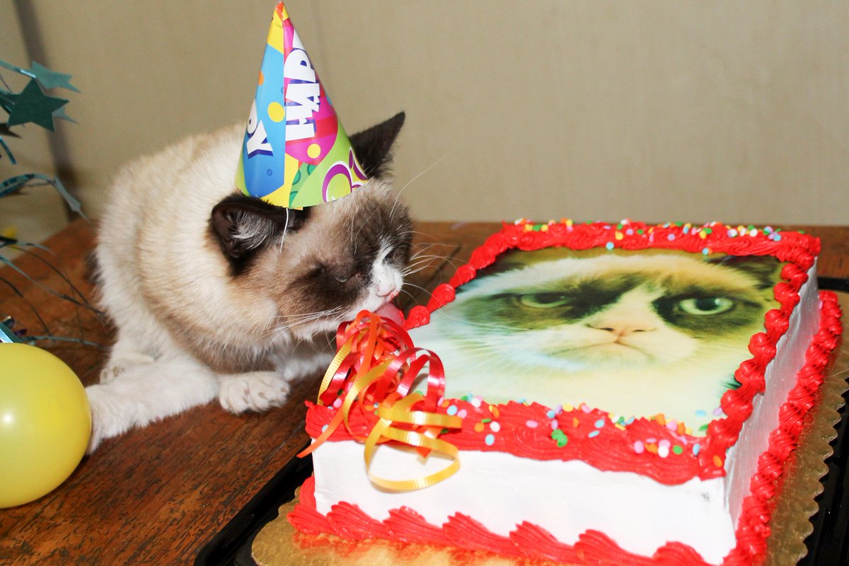 Grumpy Cat (@realgrumpycat) on Twitter photo 