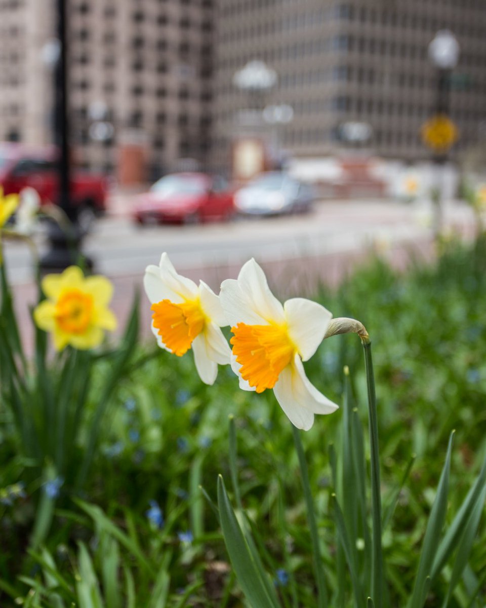 ProvidenceRI's tweet photo. 🌼✨ Just around the corner, spring is ready to burst forth like a confetti cannon! 🎉🌸
What's your favorite part of spring?

Grab your shades and prepare for adventures in bloom! Who's ready to explore? 🌞🌿 

#SpringVibes #AdventureAwaits #GoPVD https://t.co/b5oHSuiki4