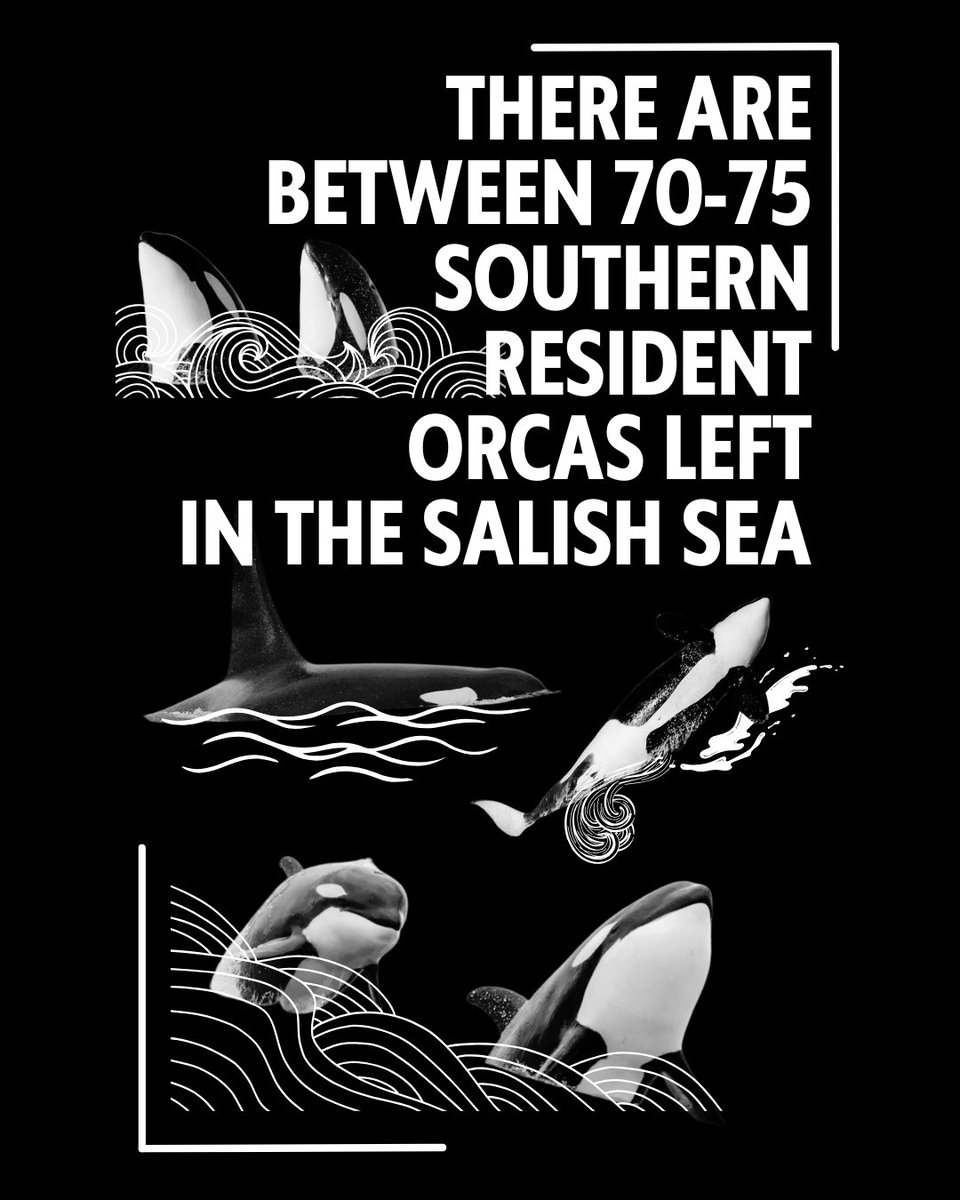 Learn how to print, fold, and distribute our new zine about Navy Growler jet noise impacts on the endangered Southern Resident orcas!

Swipe through the preview the zine!

RVSP for the event here: sounddefensealliance.app.neoncrm.com/nx/portal/neon… the link in our bio to RVSP for the event!