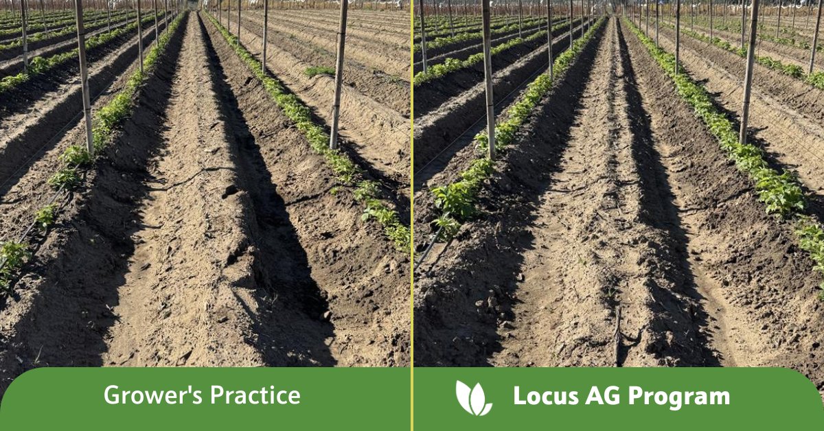 These California #raspberries are already showing bigger plants, faster growth and a clear difference with Rhizolizer Duo WP for Berries &amp; Melons. The earlier you use biologicals, the better the results. Give your #berries the best start now to maximize growth and yield later.
