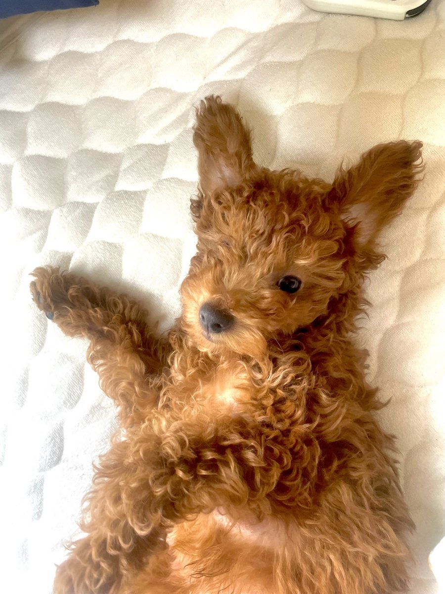 phil_oppo's tweet photo. #犬好きさんと繋がりたい
お友達欲しいです
いいねで回ります꒰♡ˊ͈ ु꒳ ूˋ͈꒱.⑅*♡ https://t.co/XsuLZ3OTMv