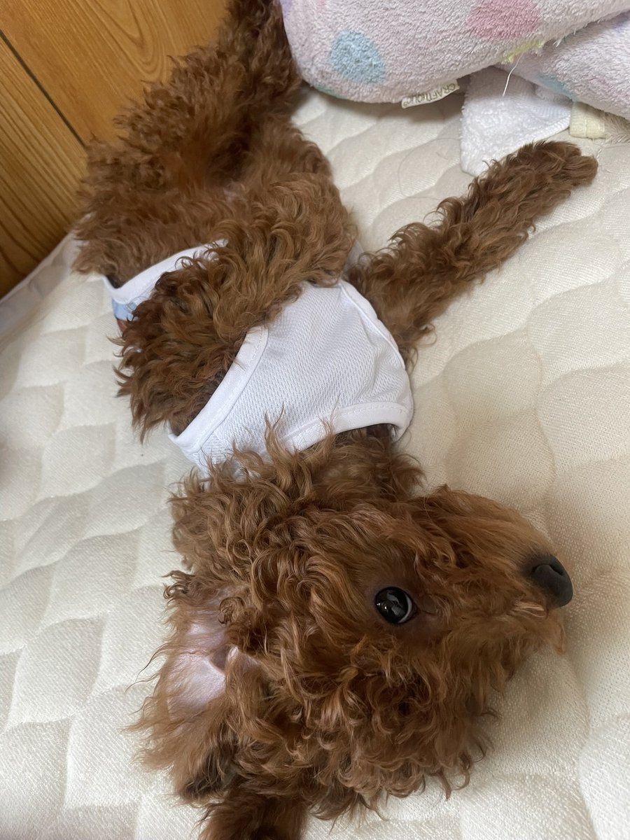 phil_oppo's tweet photo. #犬好きさんと繋がりたい
お友達欲しいです
いいねで回ります꒰♡ˊ͈ ु꒳ ूˋ͈꒱.⑅*♡ https://t.co/XsuLZ3OTMv