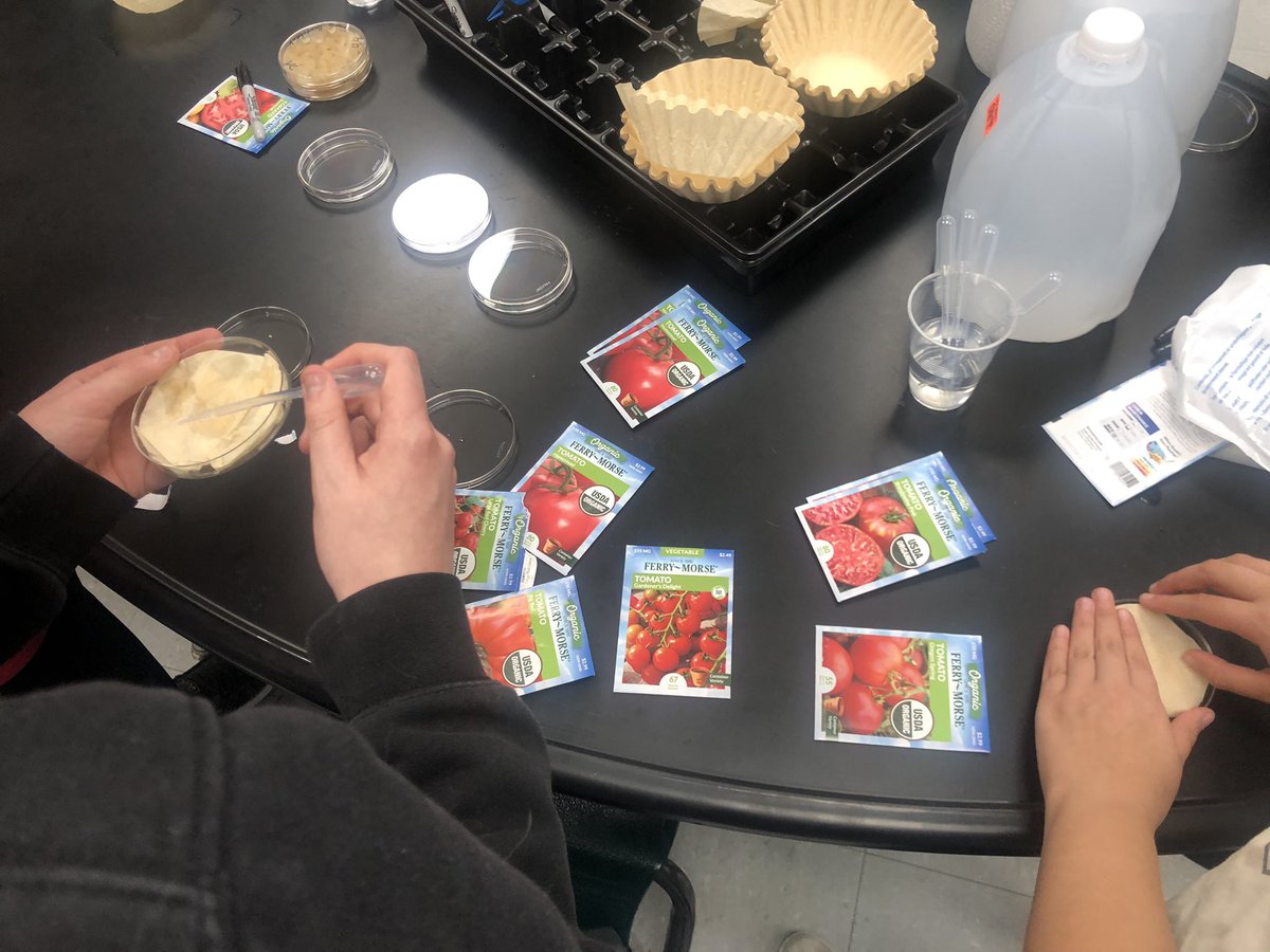 CableBiologyRHS's tweet photo. Horticulture students are trying the “paper towel” method for seed germination of cucumber and tomato varieties to see seed germination rates. Seeds that 🌱 will then be planted. https://t.co/Kvj4JPOoGy