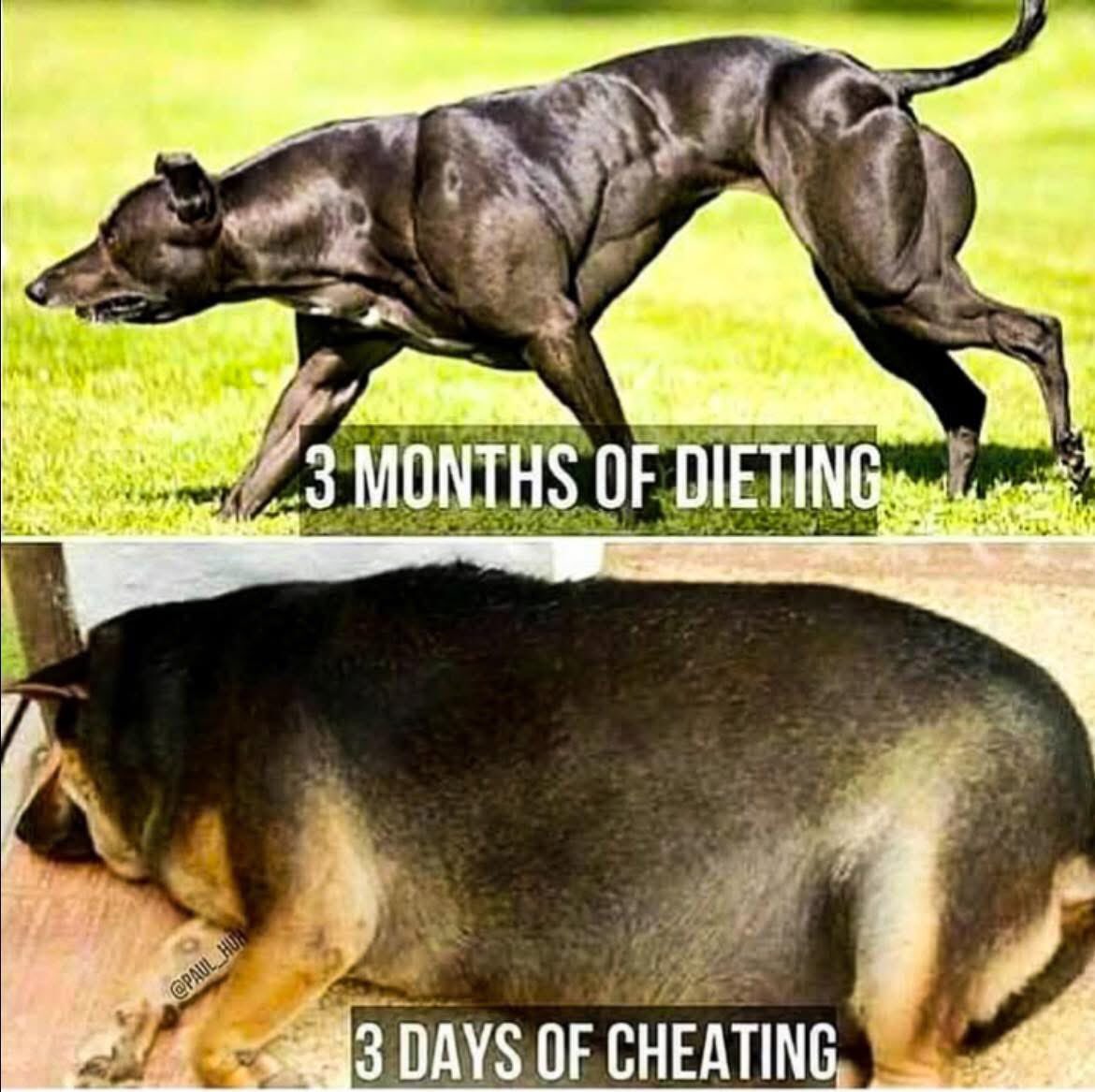 breitng1's tweet photo. Dieting vs cheating 😂 https://t.co/xu0jrE6W7Y